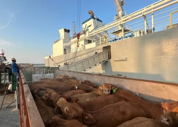 Komitmen Layanan Livestock Pelindo Kawal Ketahanan Pangan Nasional